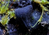 Plectania campylospora image
