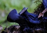 Plectania campylospora image