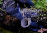 Plectania campylospora image