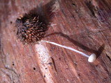 Roridomyces roridus image
