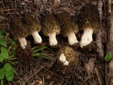 Morchella snyderi image