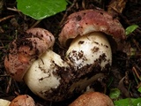 Boletus rex-veris image