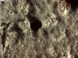 Peniophorella pubera image