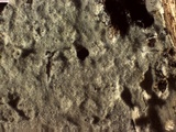 Peniophorella pubera image