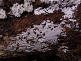 Peniophorella pubera image