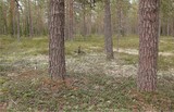 Tricholoma apium image