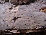 Peniophorella pubera image