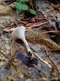 Clitocybe trulliformis image