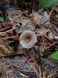 Clitocybe trulliformis image