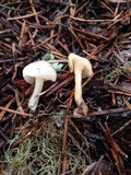 Hygrocybe russocoriacea image