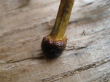 Elaphocordyceps longisegmentis image