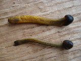 Elaphocordyceps longisegmentis image