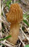 Verpa bohemica image