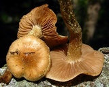 Hebeloma mesophaeum image