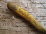Elaphocordyceps longisegmentis image