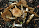 Hebeloma mesophaeum image