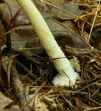Amanita praecox image