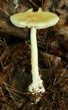 Amanita praecox image