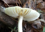Amanita praecox image
