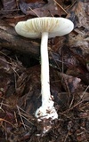 Amanita praecox image