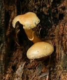 Kuehneromyces marginellus image