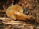 Kuehneromyces marginellus image