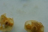 Kuehneromyces marginellus image