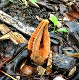 Pseudocolus fusiformis image