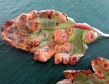Puccinia komarovii image