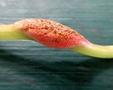 Puccinia komarovii image