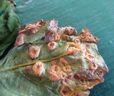 Puccinia komarovii image