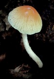 Agrocybe rivulosa image