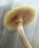 Agrocybe rivulosa image