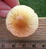 Agrocybe rivulosa image