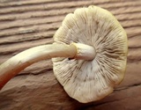 Agrocybe rivulosa image