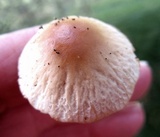 Agrocybe rivulosa image