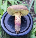 Boletus chrysenteron image