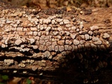 Xylobolus frustulatus image