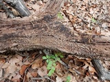 Xylobolus frustulatus image
