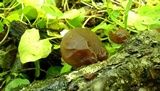 Auricularia angiospermarum image