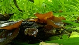 Auricularia angiospermarum image