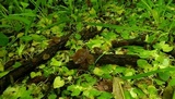 Auricularia angiospermarum image