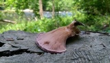 Panus neostrigosus image