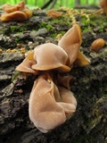 Auricularia angiospermarum image