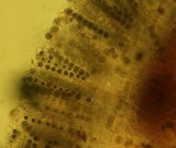 Pulvinula archeri image