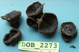 Plicaria endocarpoides image