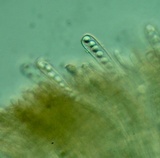Plicaria endocarpoides image