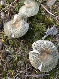 Russula crustosa image