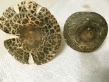 Russula crustosa image