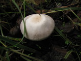 Agaricus californicus image